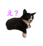 こてつ先輩の日常（個別スタンプ：2）