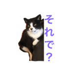 こてつ先輩の日常（個別スタンプ：4）