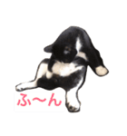 こてつ先輩の日常（個別スタンプ：5）