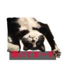 こてつ先輩の日常（個別スタンプ：6）