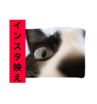 こてつ先輩の日常（個別スタンプ：7）
