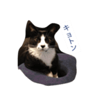 こてつ先輩の日常（個別スタンプ：13）