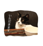 こてつ先輩の日常（個別スタンプ：14）