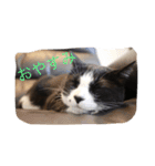 こてつ先輩の日常（個別スタンプ：15）