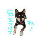 黒柴です（日常編  その2）（個別スタンプ：7）