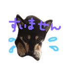 黒柴です（日常編  その2）（個別スタンプ：12）