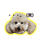 過保護のプーちゃん（個別スタンプ：3）