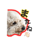 過保護のプーちゃん（個別スタンプ：4）