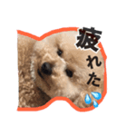 過保護のプーちゃん（個別スタンプ：6）