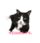 ハチワレ猫のマロンくん（個別スタンプ：7）