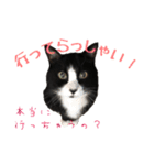 ハチワレ猫のマロンくん（個別スタンプ：8）