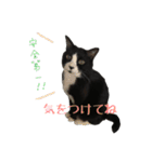 ハチワレ猫のマロンくん（個別スタンプ：11）