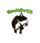 ハチワレ猫のマロンくん（個別スタンプ：12）