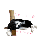 ハチワレ猫のマロンくん（個別スタンプ：18）