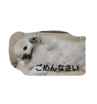 ポメラニアン・リロ（個別スタンプ：1）