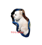 ポメラニアン・リロ（個別スタンプ：8）