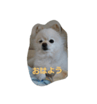 ポメラニアン・リロ（個別スタンプ：13）