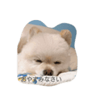 ポメラニアン・リロ（個別スタンプ：14）