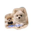 ポメラニアン・リロ（個別スタンプ：15）