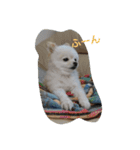 ポメラニアン・リロ（個別スタンプ：16）