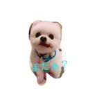 ペーターファミリー（個別スタンプ：1）