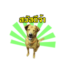The Construction Dog（個別スタンプ：1）