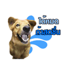 The Construction Dog（個別スタンプ：5）