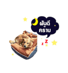 The Construction Dog（個別スタンプ：6）