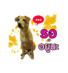 The Construction Dog（個別スタンプ：8）