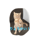 きなこ823  2（個別スタンプ：1）