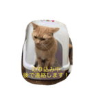 きなこ823  2（個別スタンプ：3）