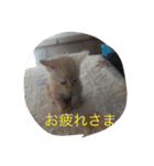 きなこ823  2（個別スタンプ：6）