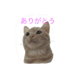 きなこ823  2（個別スタンプ：8）