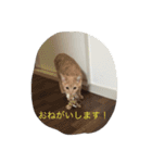 きなこ823  2（個別スタンプ：9）