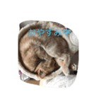 きなこ823  2（個別スタンプ：11）