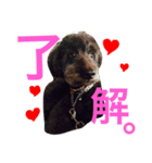 愛犬のモコちゃんです♥️（個別スタンプ：1）