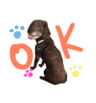 愛犬のモコちゃんです♥️（個別スタンプ：2）