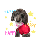 愛犬のモコちゃんです♥️（個別スタンプ：4）