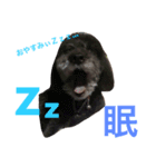 愛犬のモコちゃんです♥️（個別スタンプ：5）