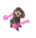 愛犬のモコちゃんです♥️（個別スタンプ：7）