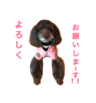 愛犬のモコちゃんです♥️（個別スタンプ：8）