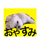 renaya（個別スタンプ：6）