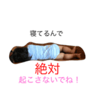 りんちゃんスタンプ第二弾★（個別スタンプ：2）