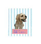 ルイ君の日常会話（個別スタンプ：19）