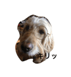 dogsfreak2（個別スタンプ：1）