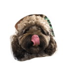 dogsfreak2（個別スタンプ：3）