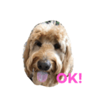 dogsfreak2（個別スタンプ：4）