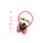 世界一可愛いビションフリーゼ（個別スタンプ：1）