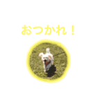 世界一可愛いビションフリーゼ（個別スタンプ：3）