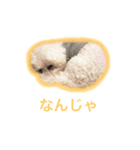 世界一可愛いビションフリーゼ（個別スタンプ：5）